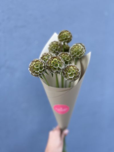 Cucurucho Escabiosas