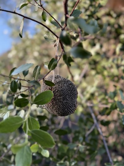 Girasol Seco para Pájaros