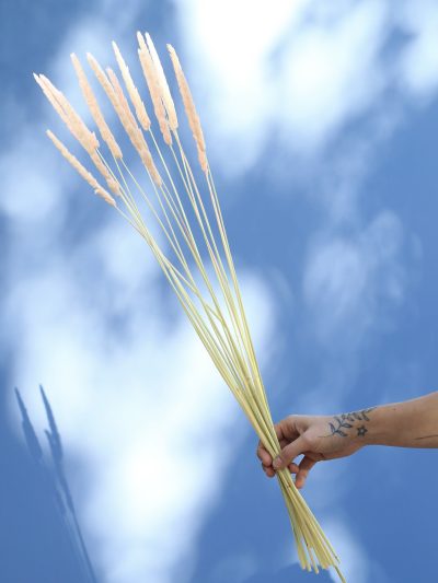 Totora Rosada Pastel